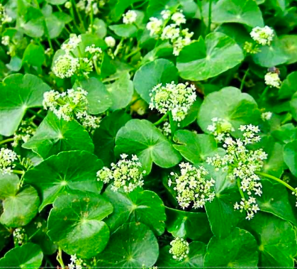 La Centella Asiatica, plante herbacée d’Asie et d’Océanie,plante médicinale tonique et dépurative,indiqué pour problème de peau