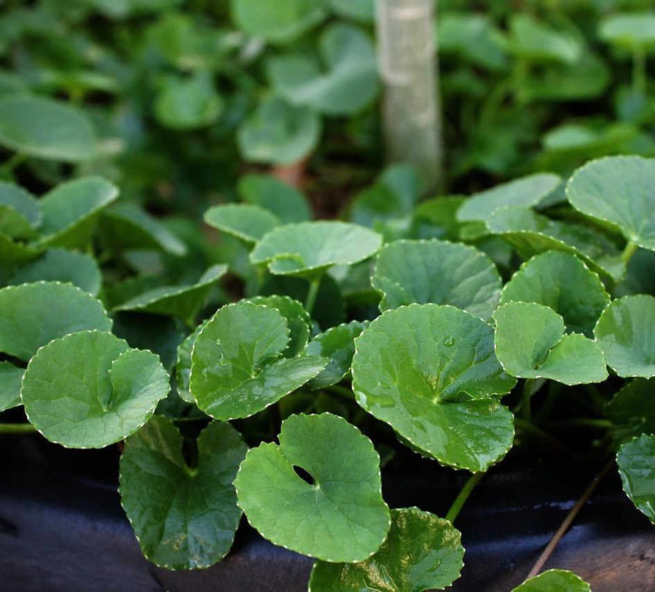la plante herbacée centella asiatica dispose propriétés exceptionnels pour la peau, trésor en cosmétique,cicatrisante, régénérante,anti-âge